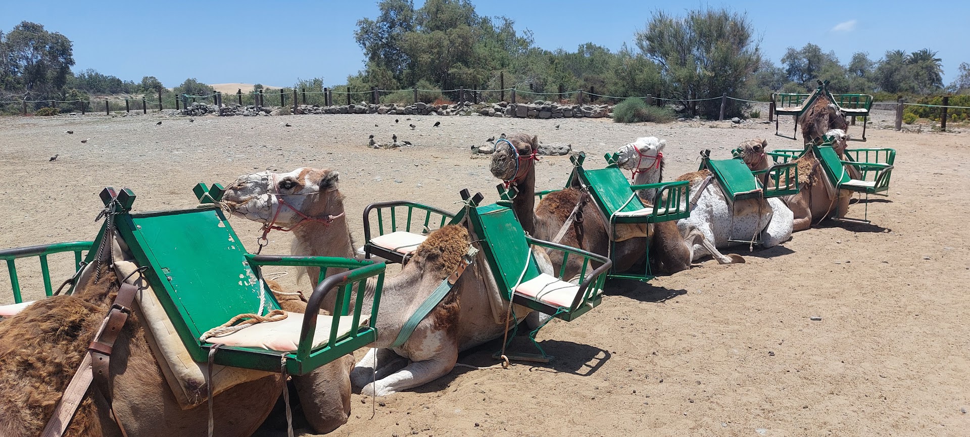 Camel Riding in Las Palmas photo 5