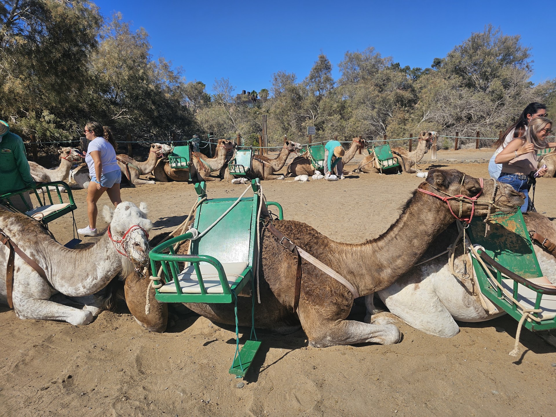 Maspalomas Dunes dromedary