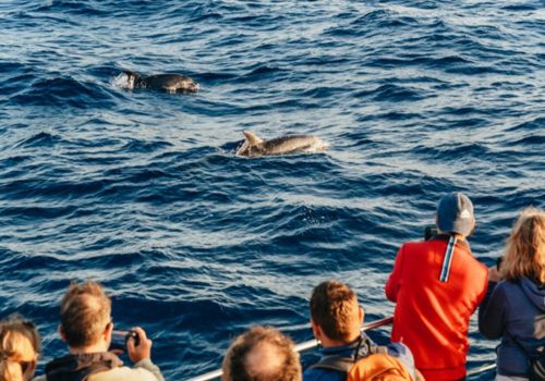 Dolphin Watching in Colònia de Sant Pere photo 2