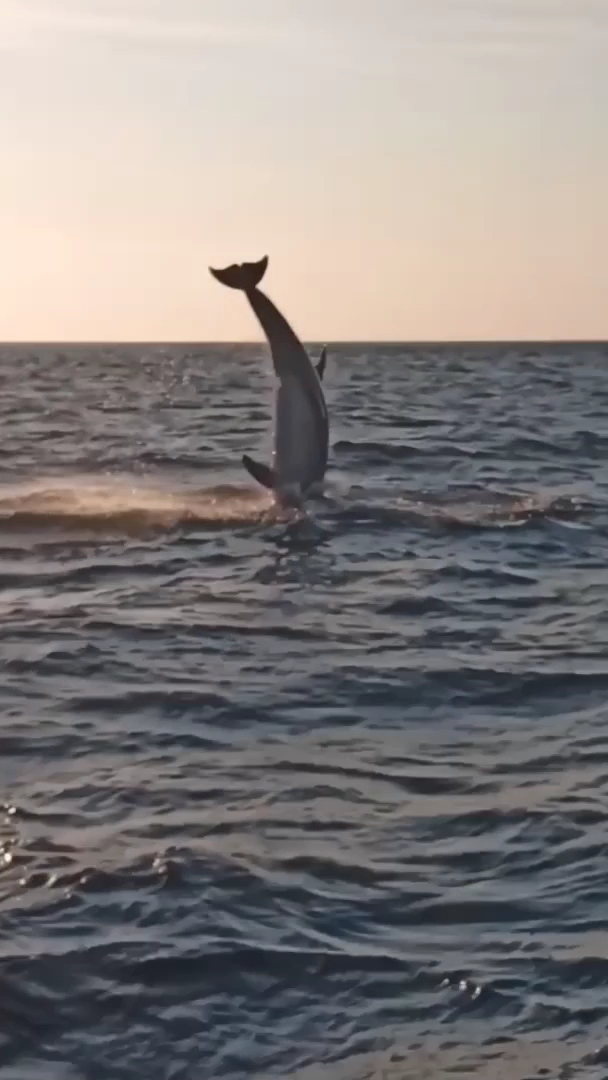 Dolphin Watching in Colònia de Sant Pere photo 3