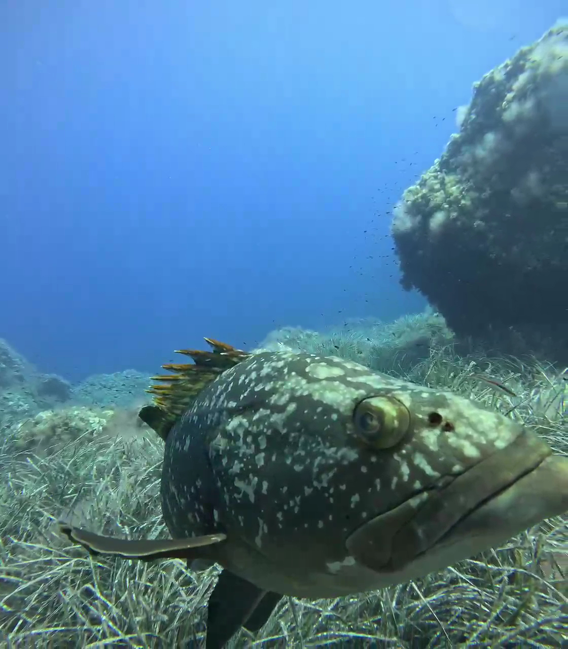 Diving & Snorkeling in Cala d'Or photo 4