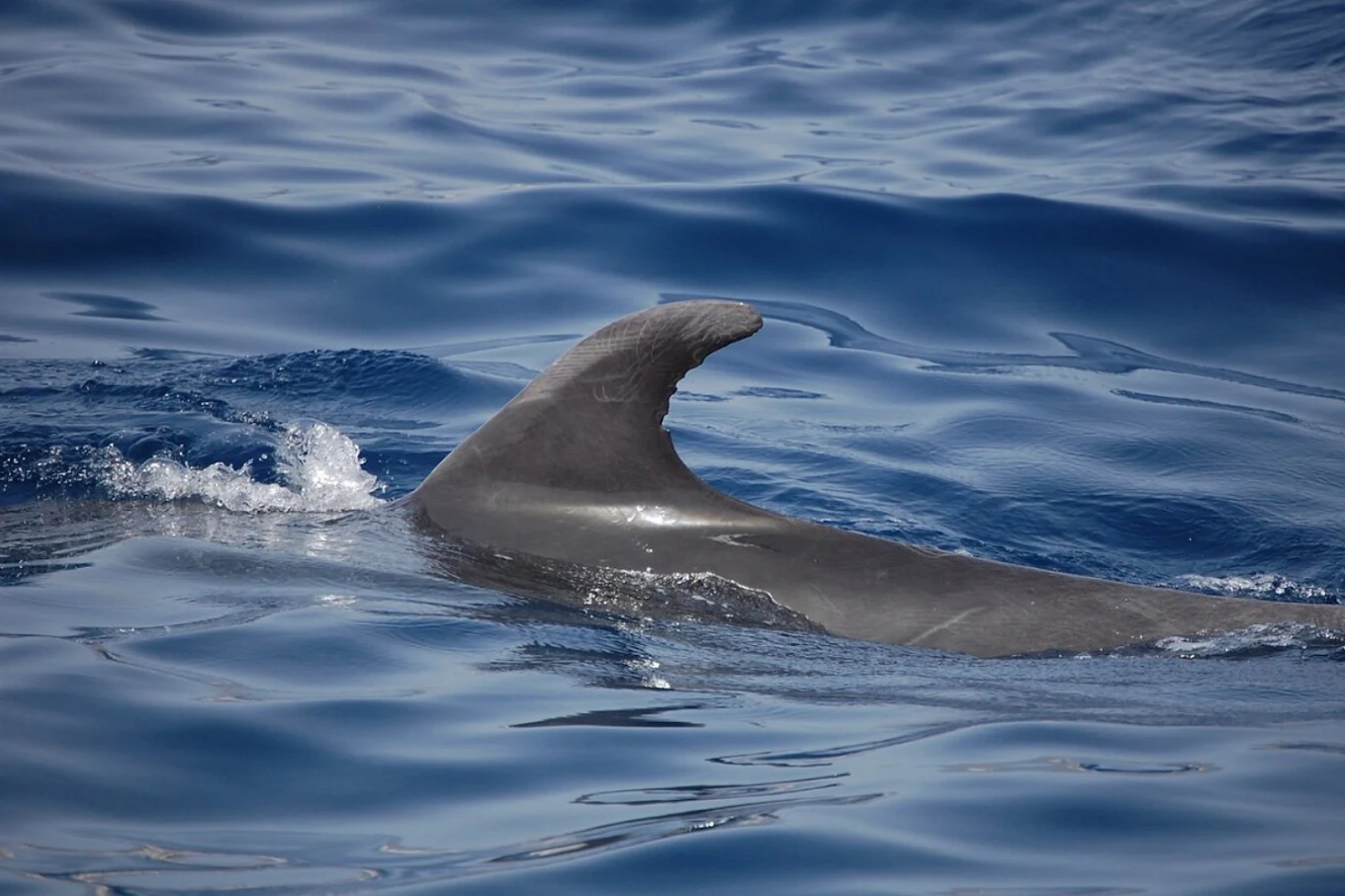 Maco Yacht – Whale Watching & Dolphin Tour Tenerife - Costa Adeje