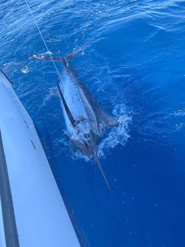Fishing Charter in Gáldar photo 5