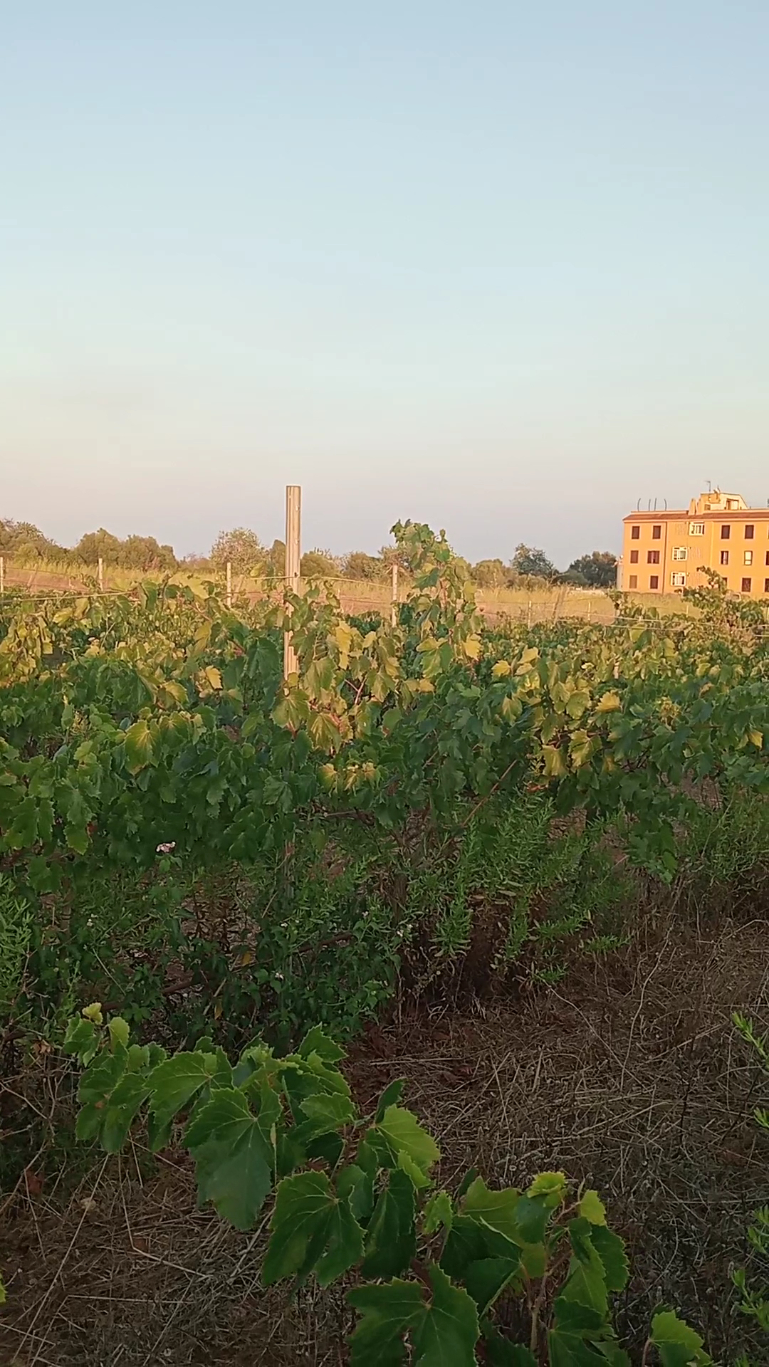Wine Tasting in Cala Agulla photo 3