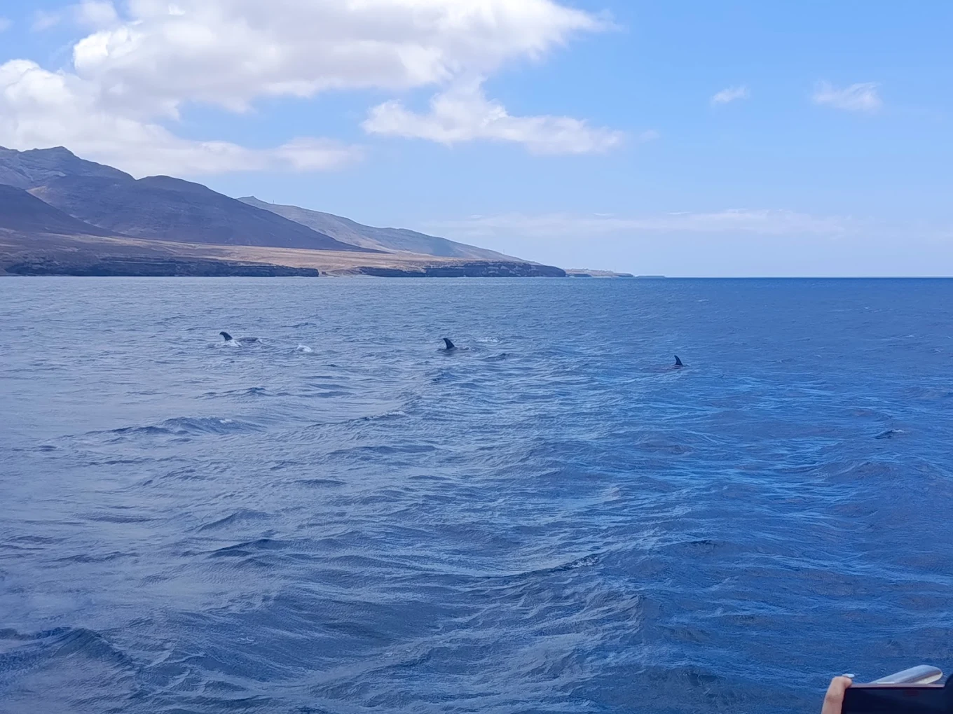 Family Boat Trips in La Laguna photo 2