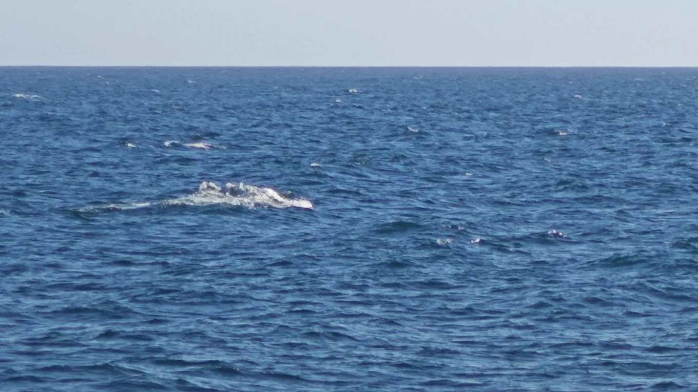 Newport Landing Whale Watching