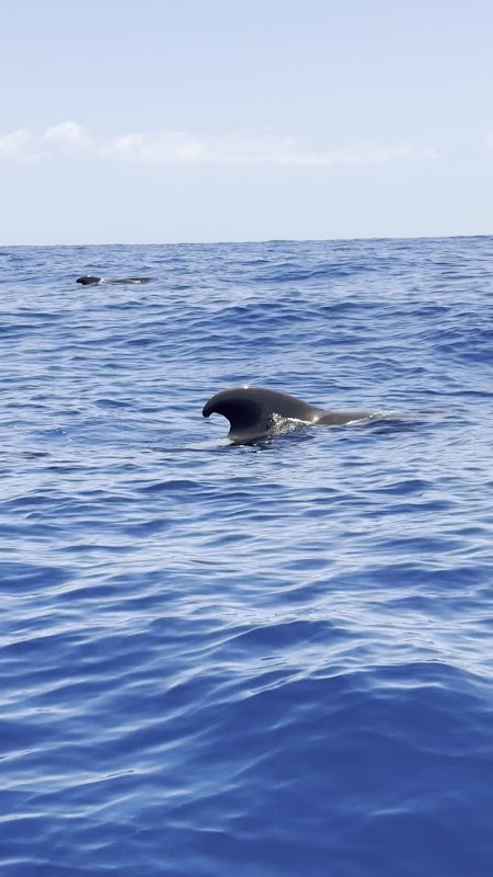 Dolphin Watching in Costa Adeje photo 3
