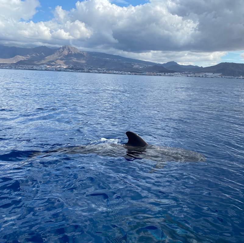 Dolphin Watching in Costa Adeje photo 4