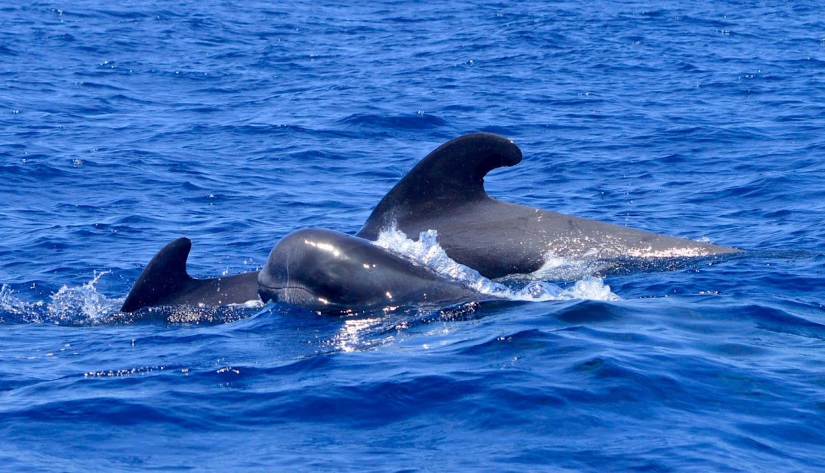 Dolphin Watching in Costa Adeje photo 5