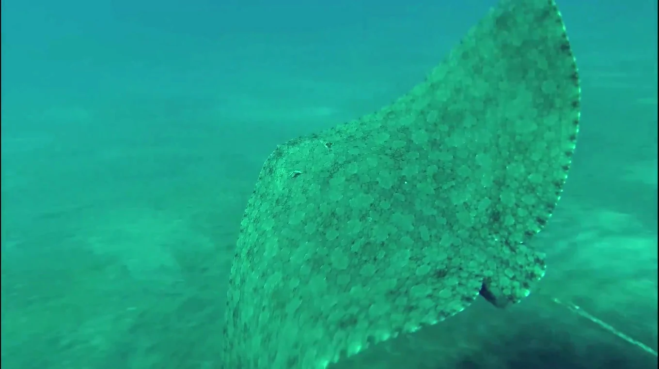Scubanana Dive Center