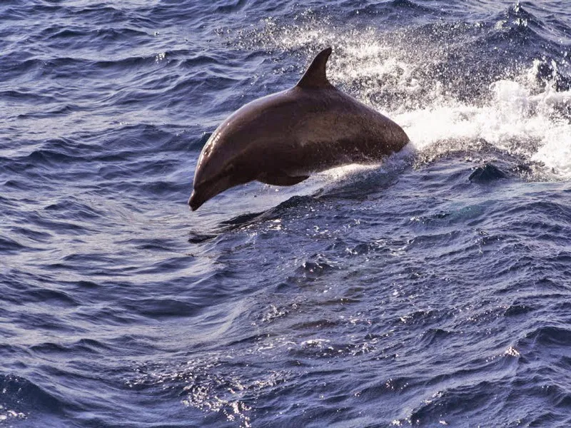 Sunset Cruise in Puerto del Carmen photo 5
