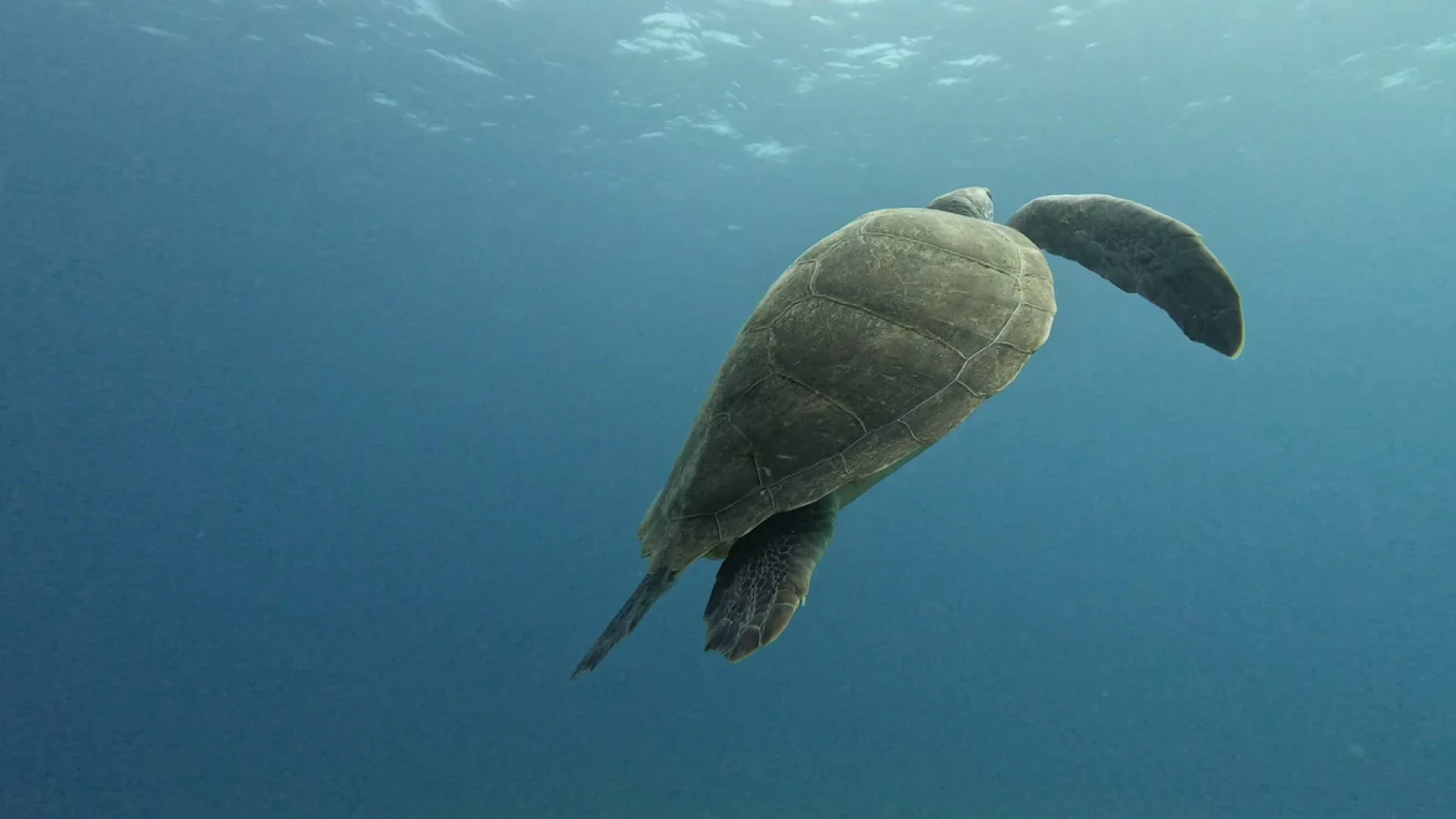 Excel Scuba Tenerife
