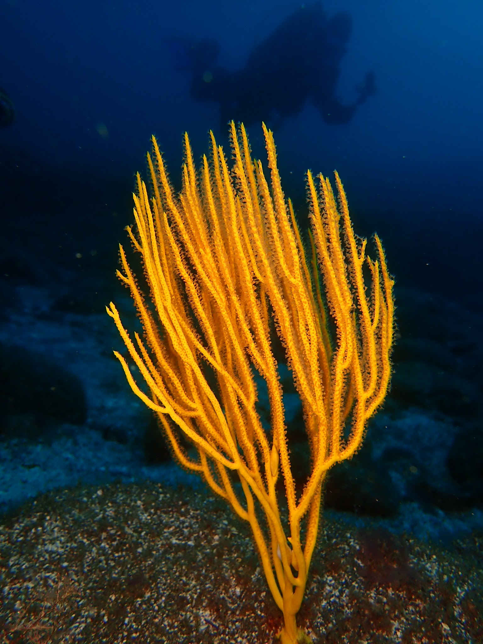 Diving & Snorkeling in Hermigua photo 2