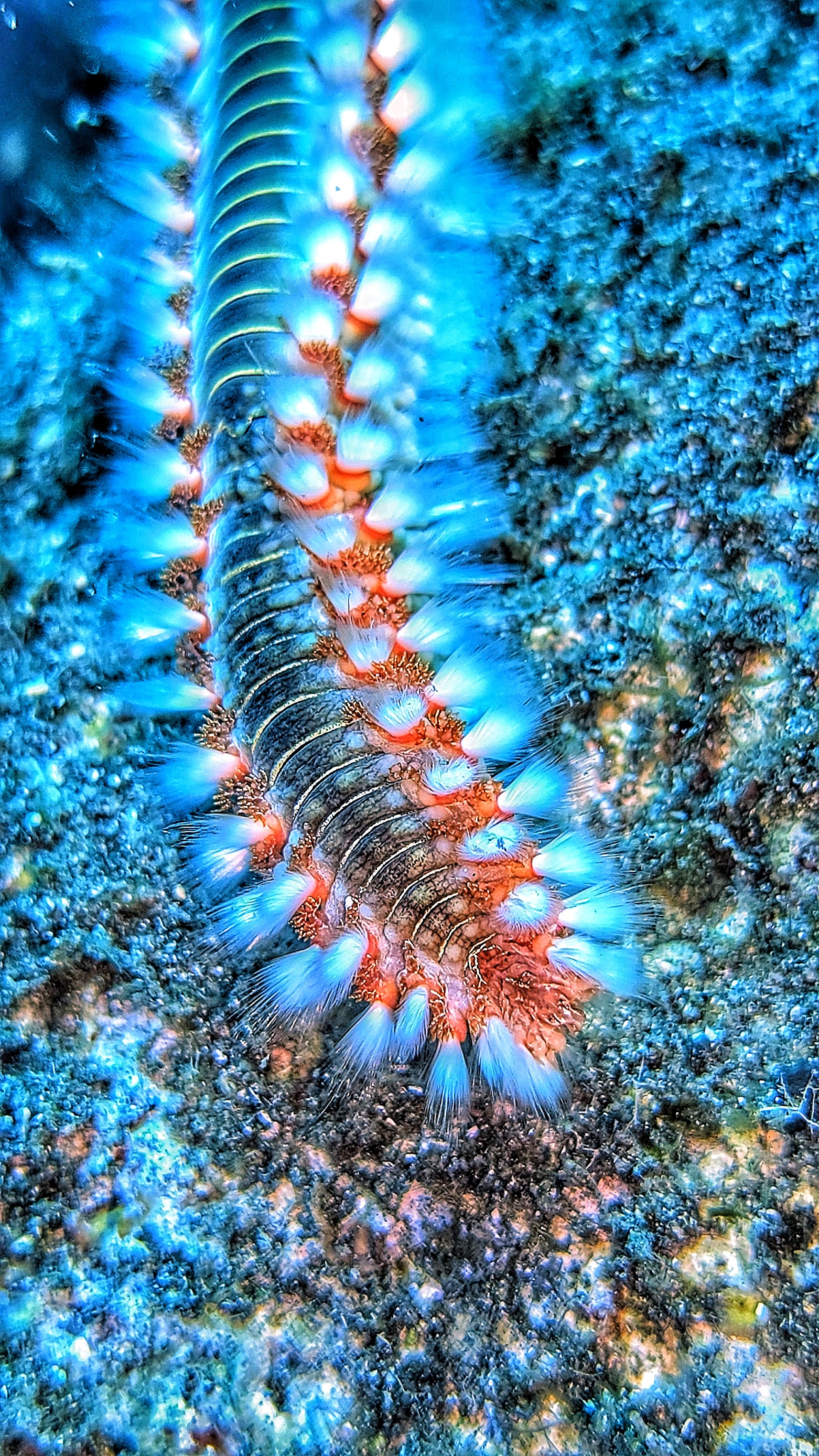 Diving & Snorkeling in Hermigua photo 4