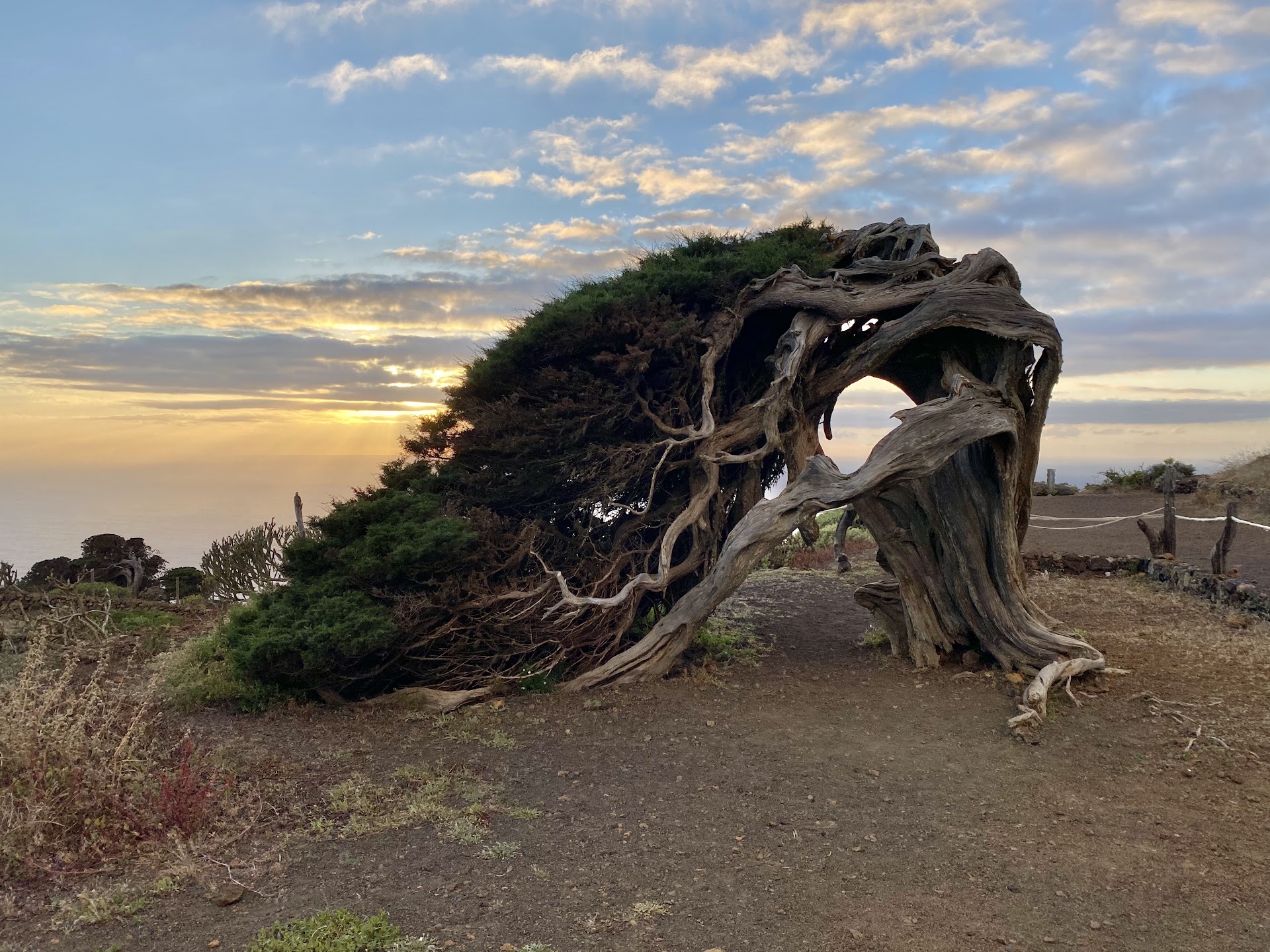 El Hierro Sabinar