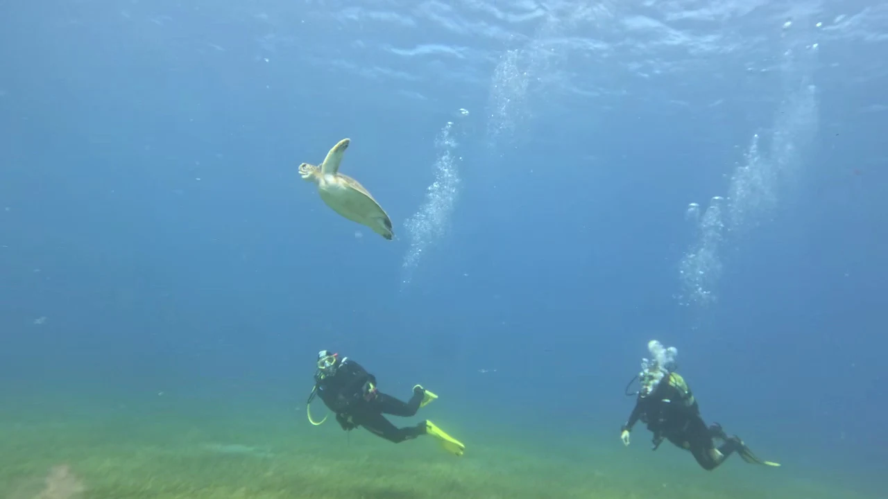 Scubafriends Tenerife - PADI Dive Center - Buceo Tenerife - Snorkeling - Try dive - Bautizo