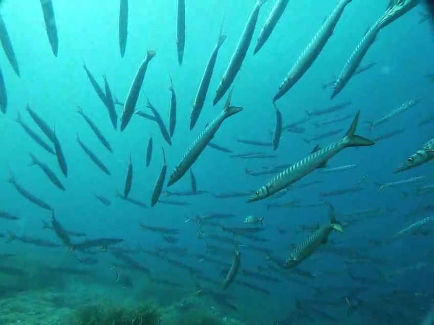 Snorkeling in Cala Vinyes photo 2