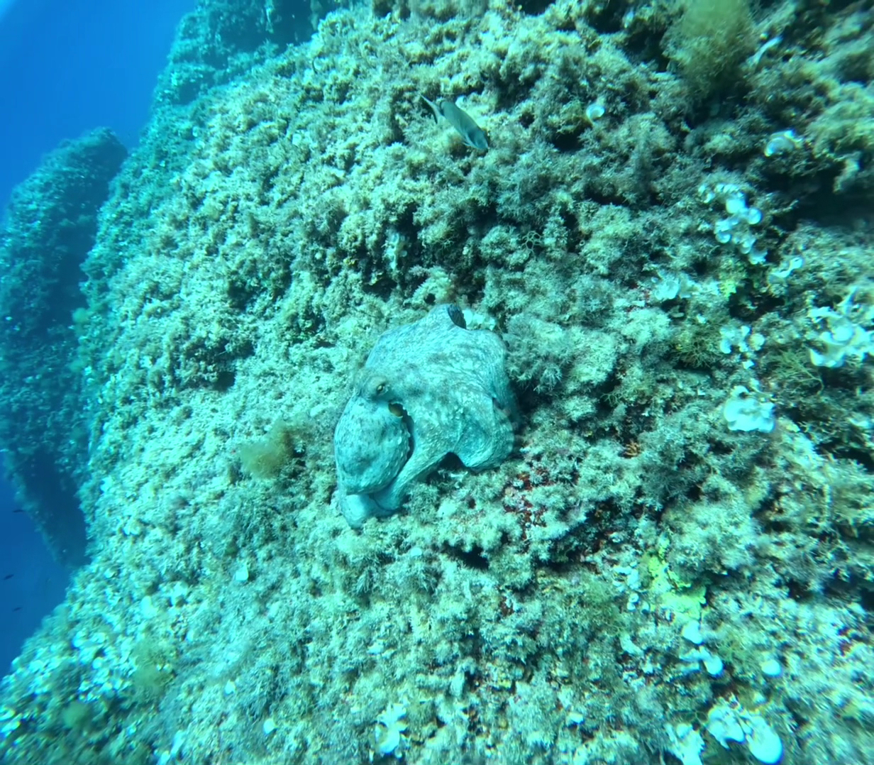 Snorkeling in Cala Vinyes photo 3