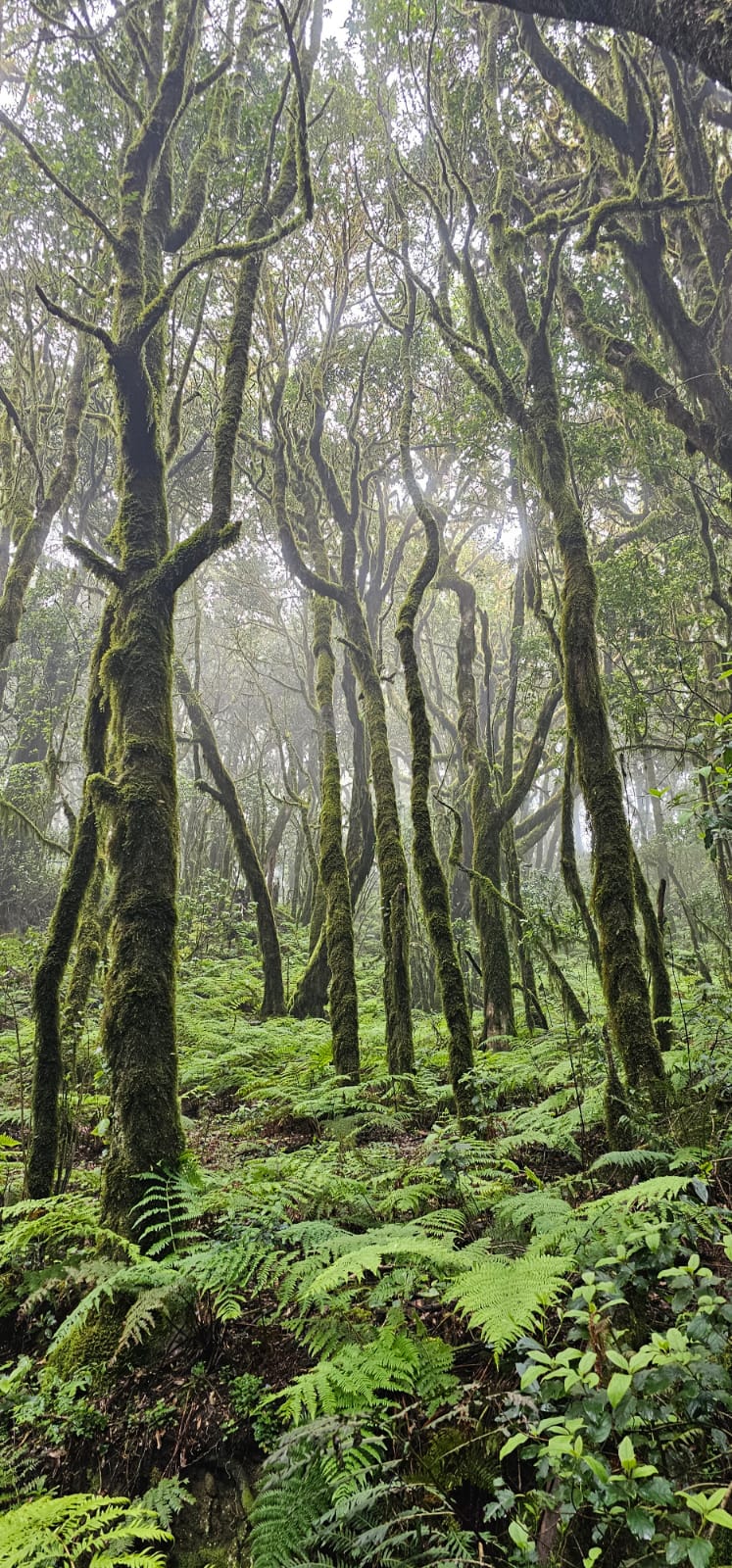 Hermigua Hiking photo 3