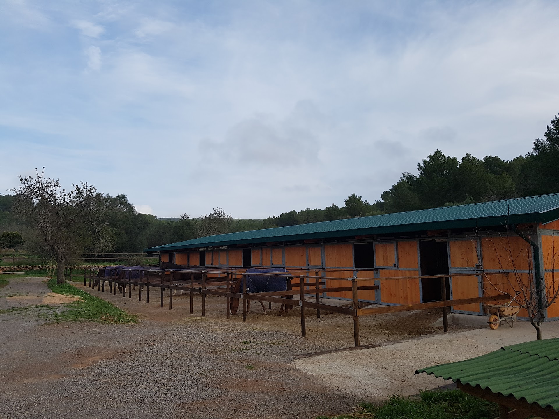 Horseback Riding in San Antonio photo 2