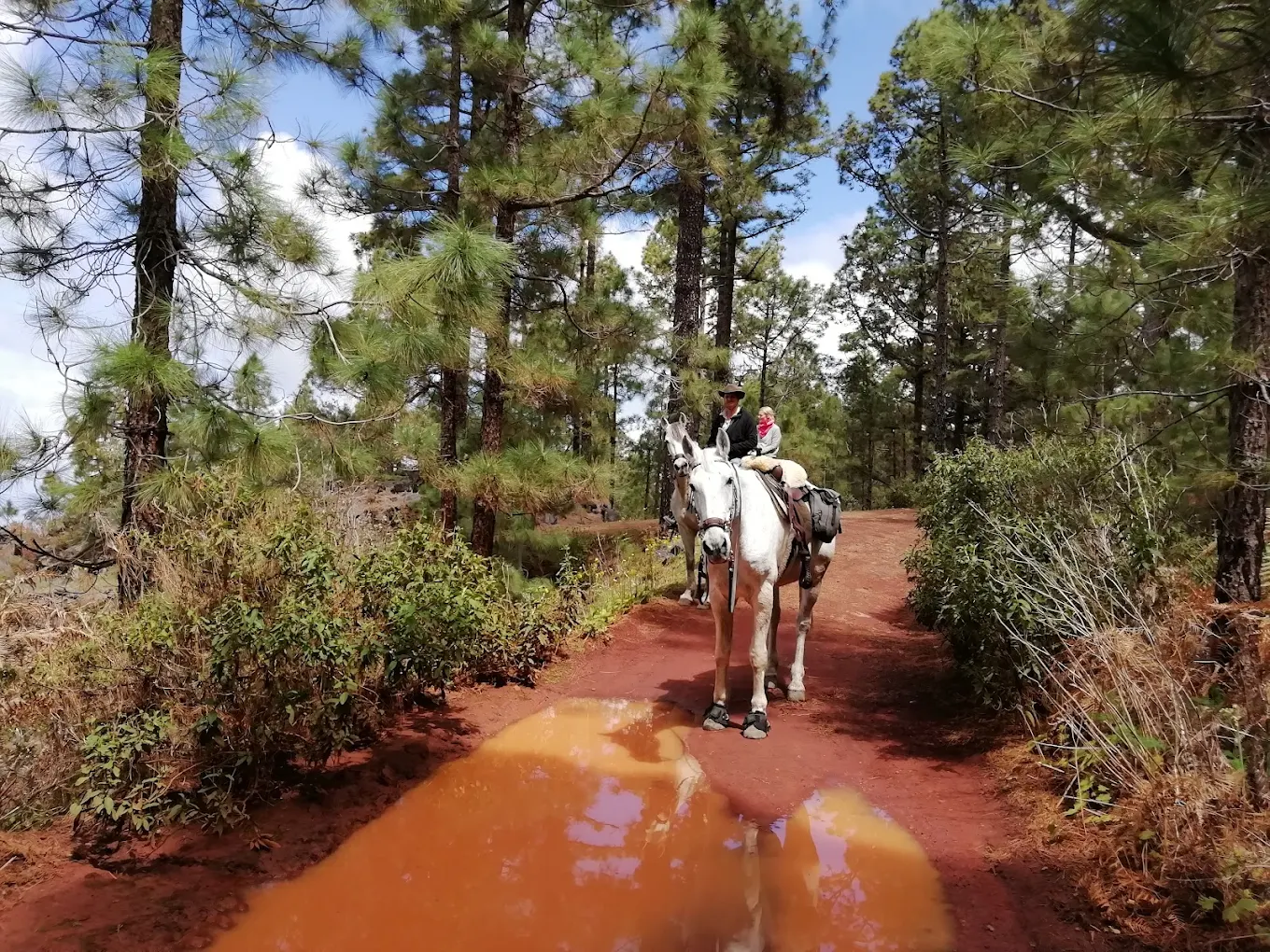 Horseback Riding in Puerto de la Cruz photo 3