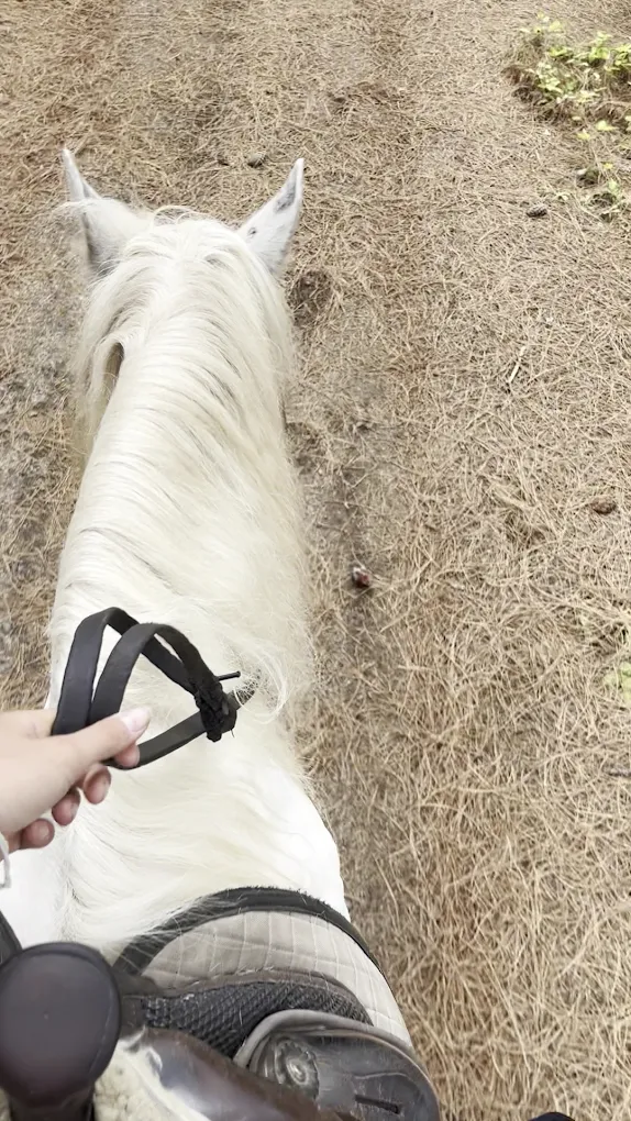 Horseback Riding in Puerto de la Cruz photo 4