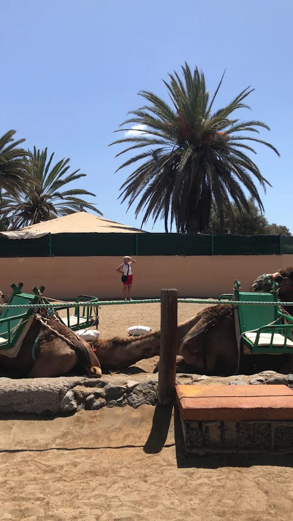 Gran Canaria Camel Safari Tours