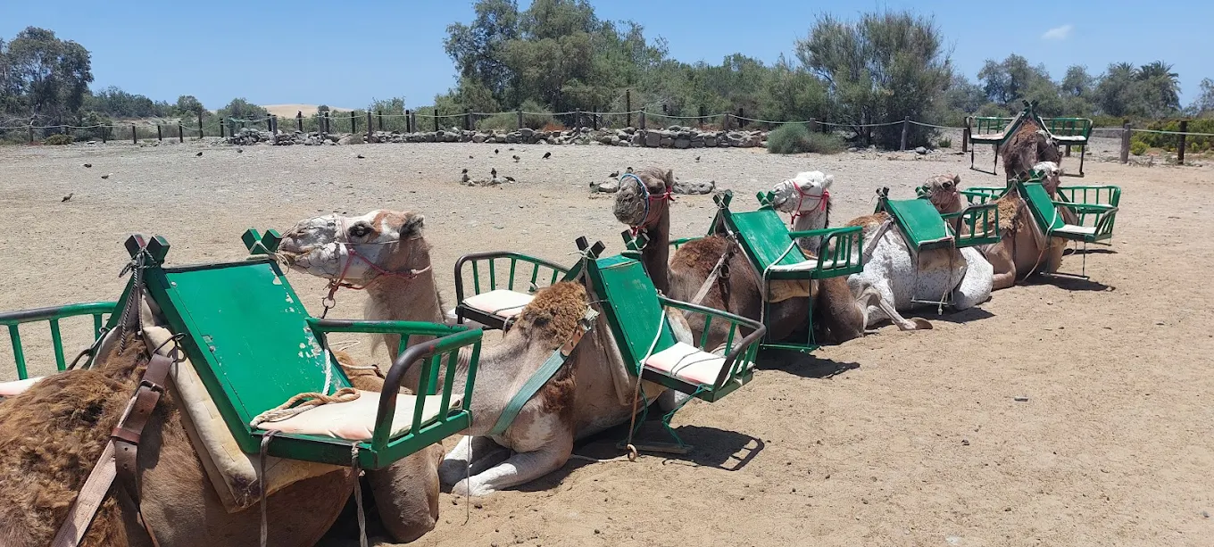 Camel Riding in Costa Adeje photo 2