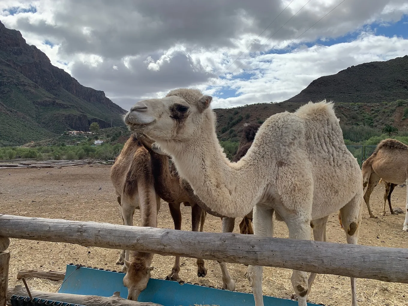 Camel Riding in Costa Adeje photo 3