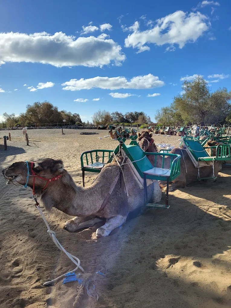 Camel Riding in Costa Adeje photo 4