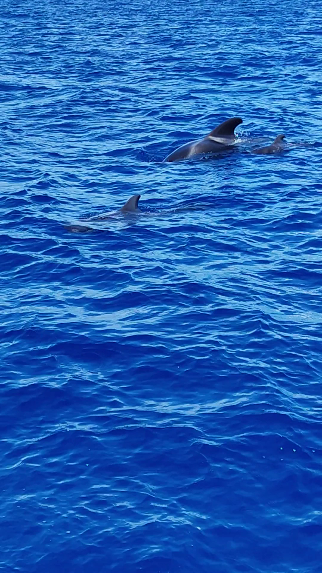Morro Jable Catamaran photo 3