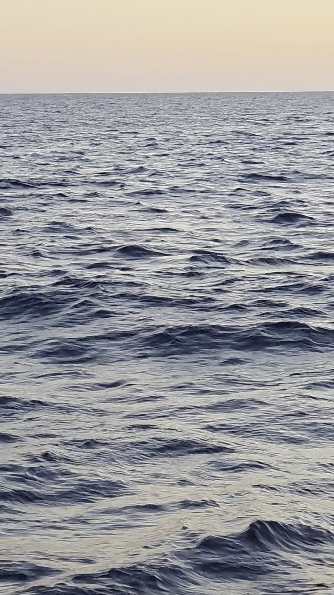 Dolphin Watching in Cala Agulla photo 2