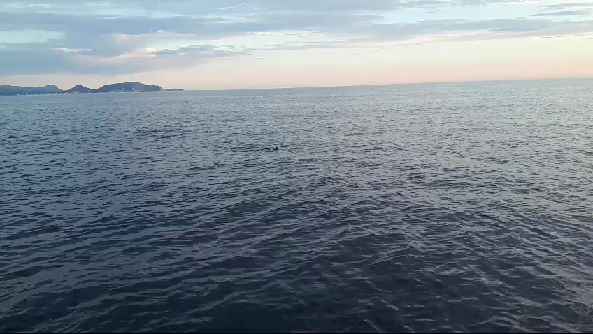 Dolphin Watching in Cala Agulla photo 3