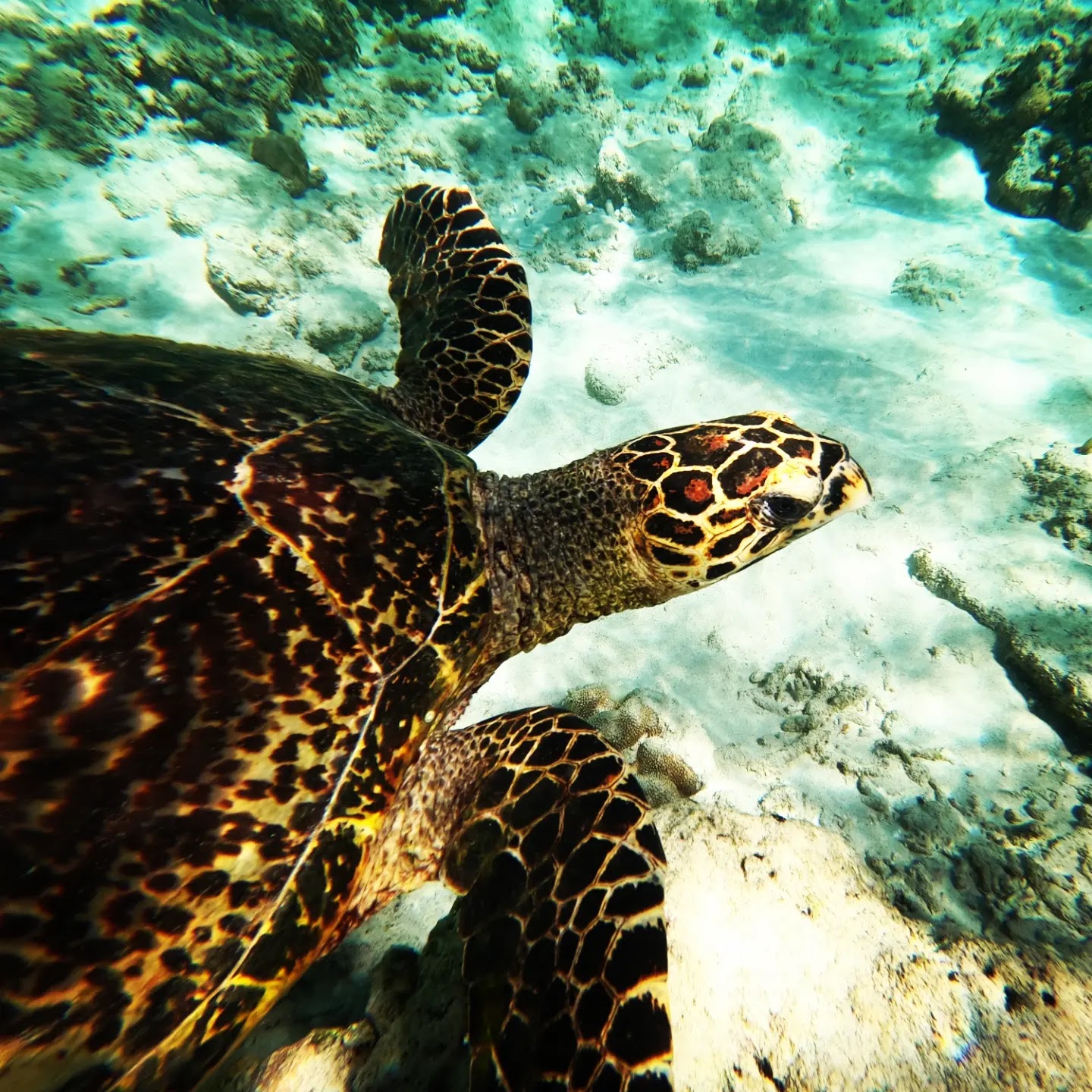 Great snorkeling