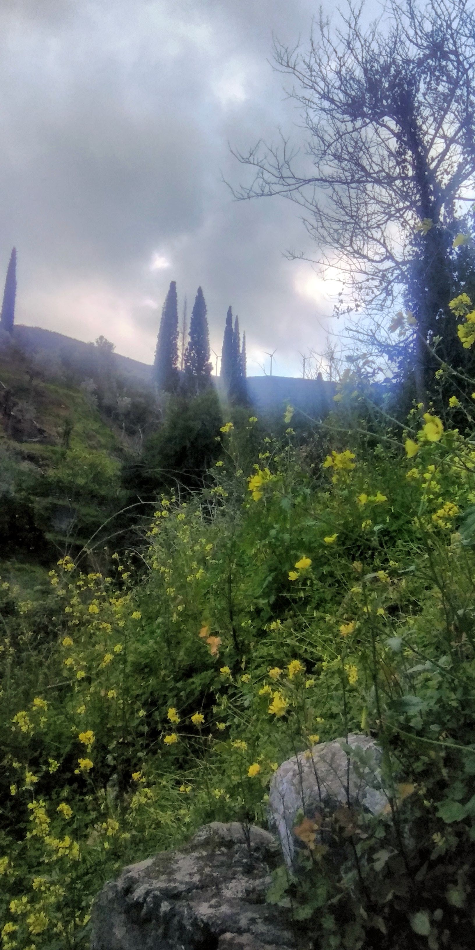 Λεμονοδάσος