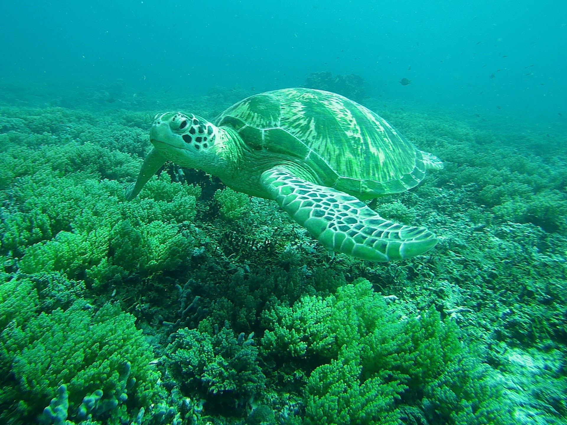 Turtle Paradise