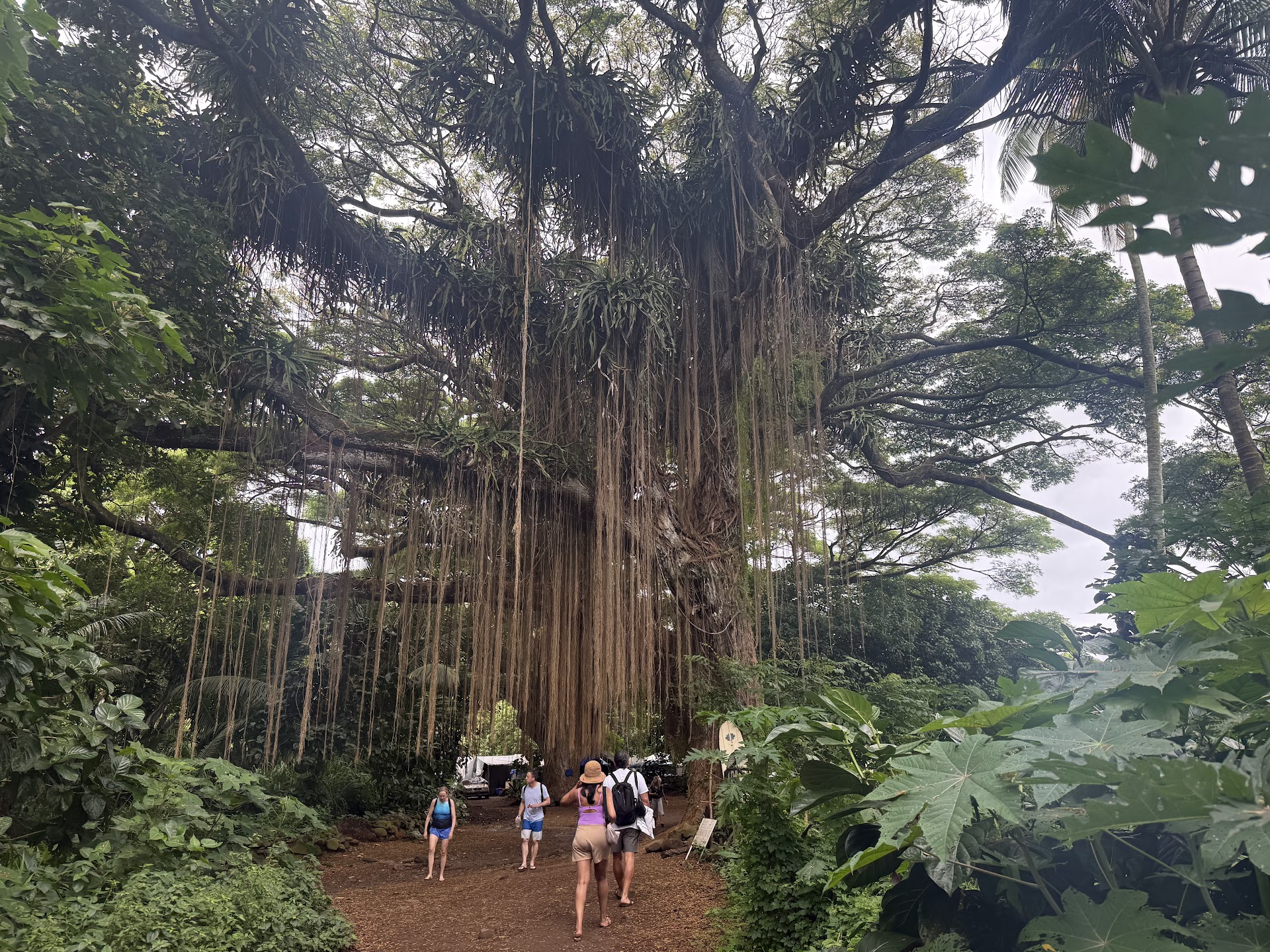 Honolua Bay Access Trail