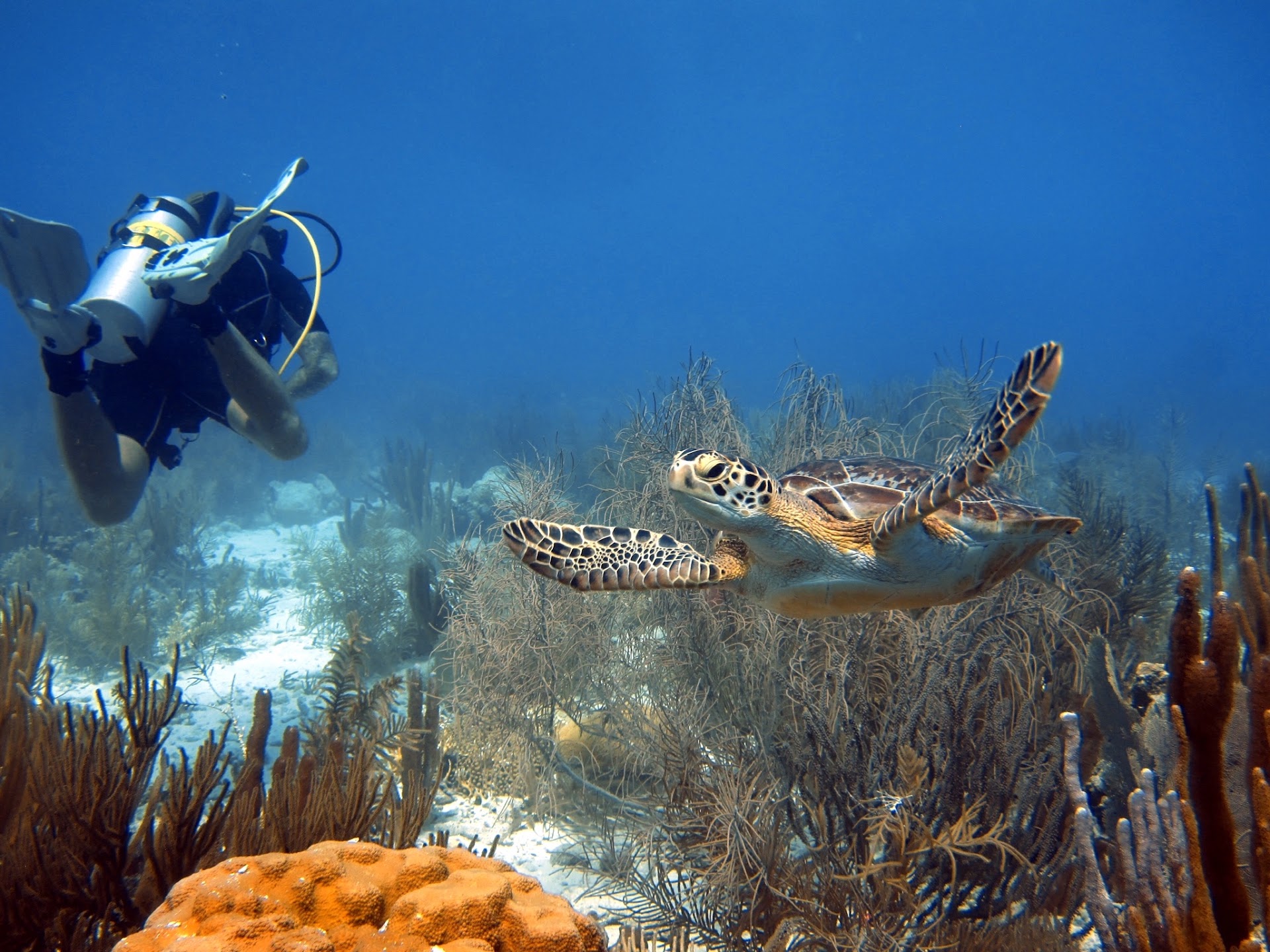 Dive Experience Bonaire