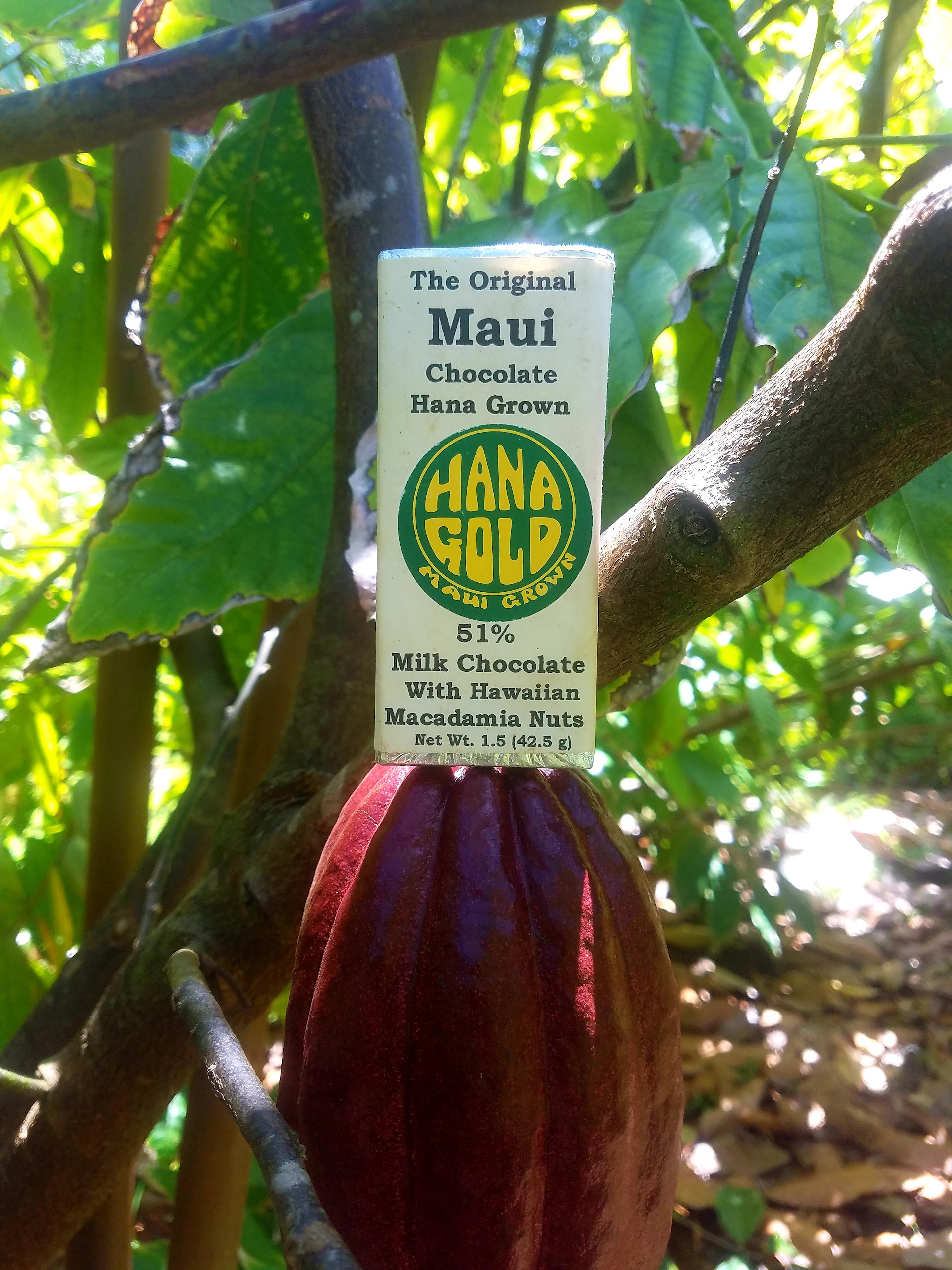 Hana Gold Cacao Plantation