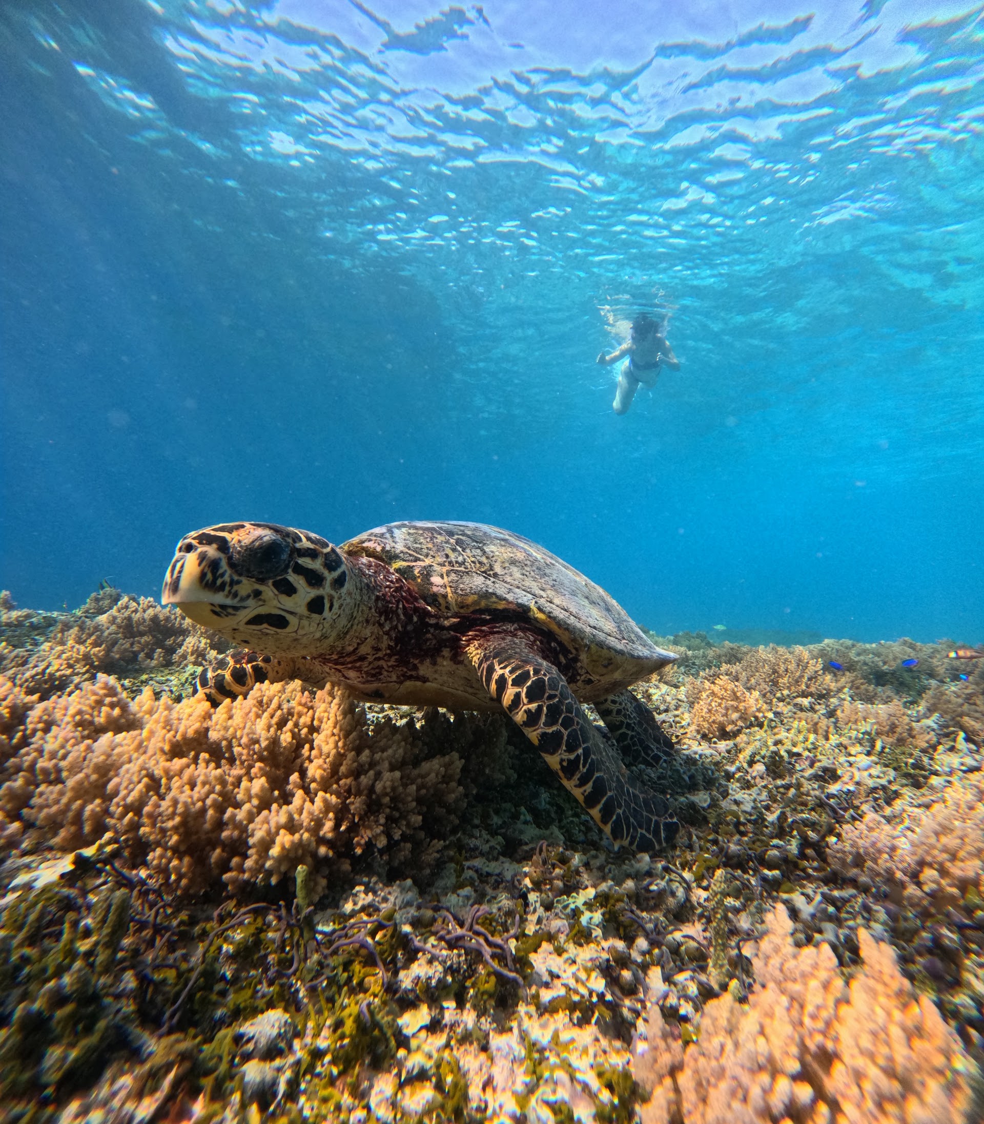 Snorkling trip gilimeno&rentgopro