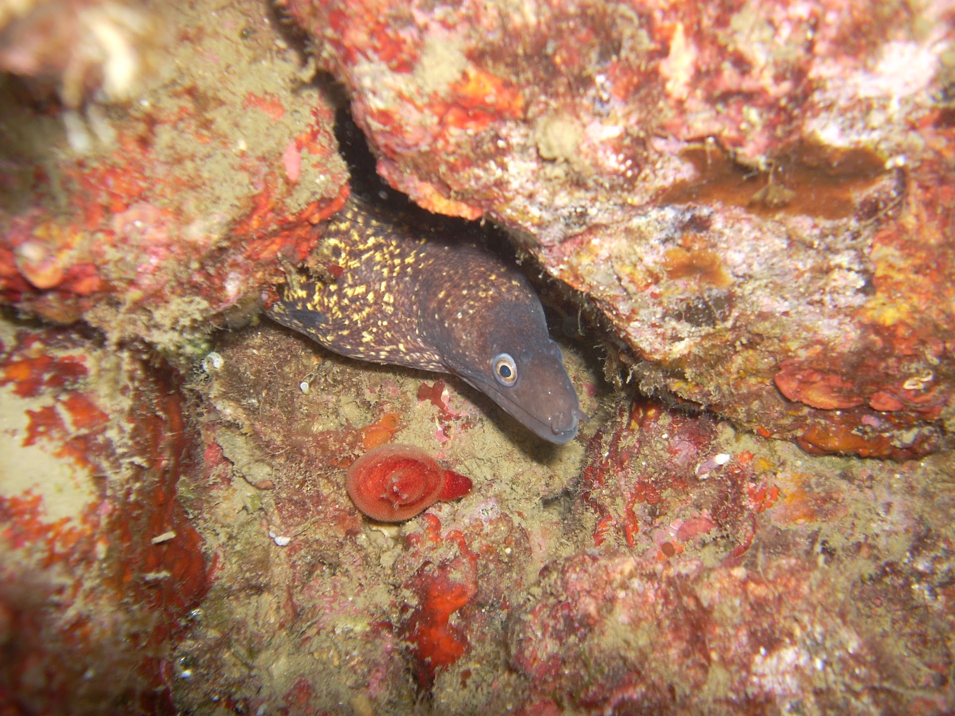 Diving Center Procida