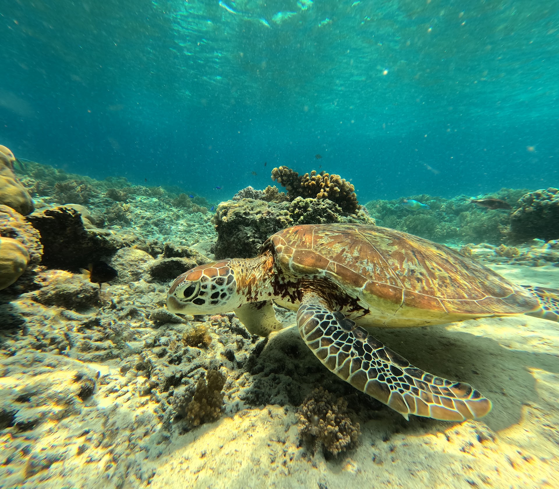 Turtle Shore