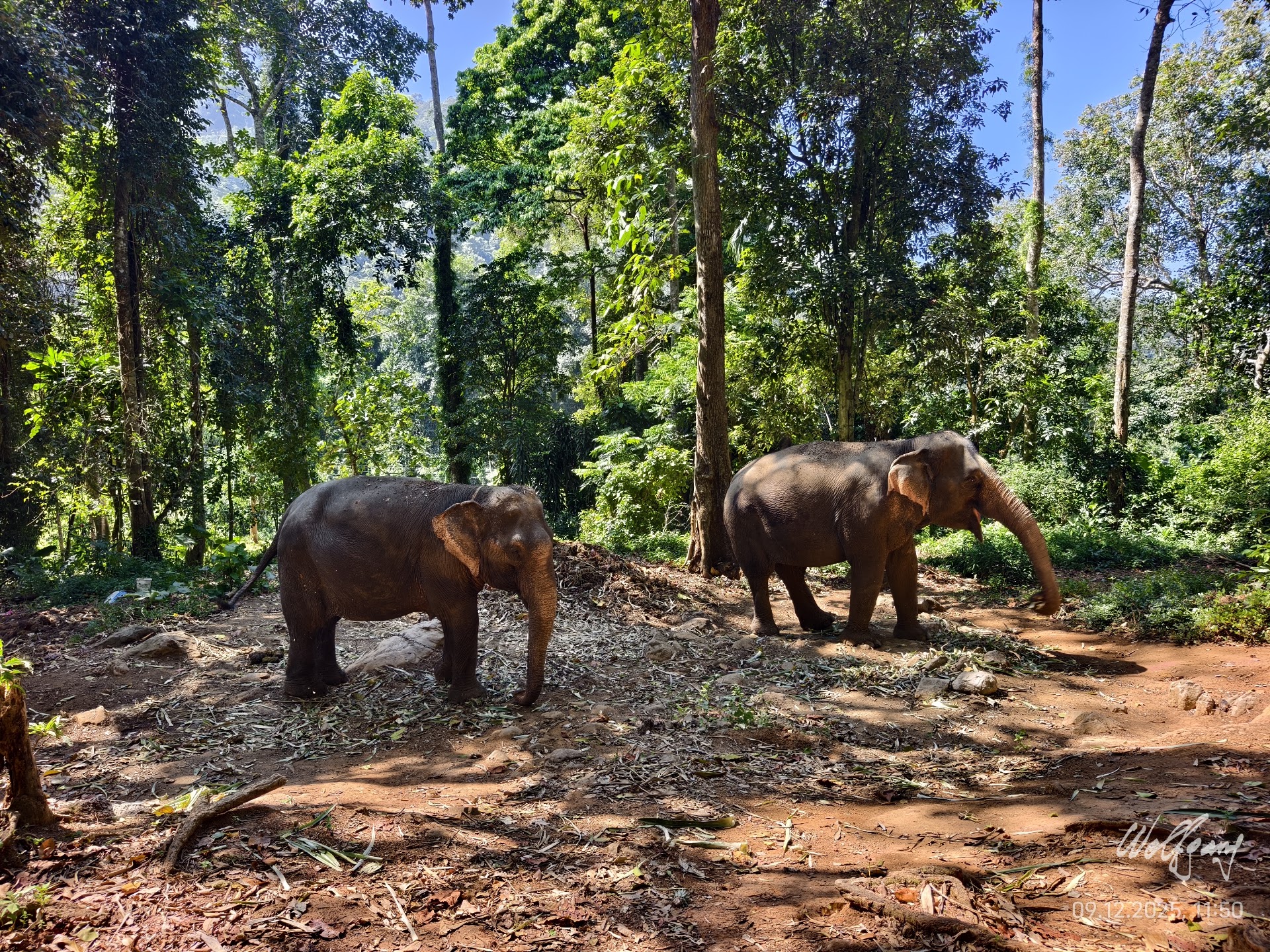Klong Son Elephant Camp Koh Chang