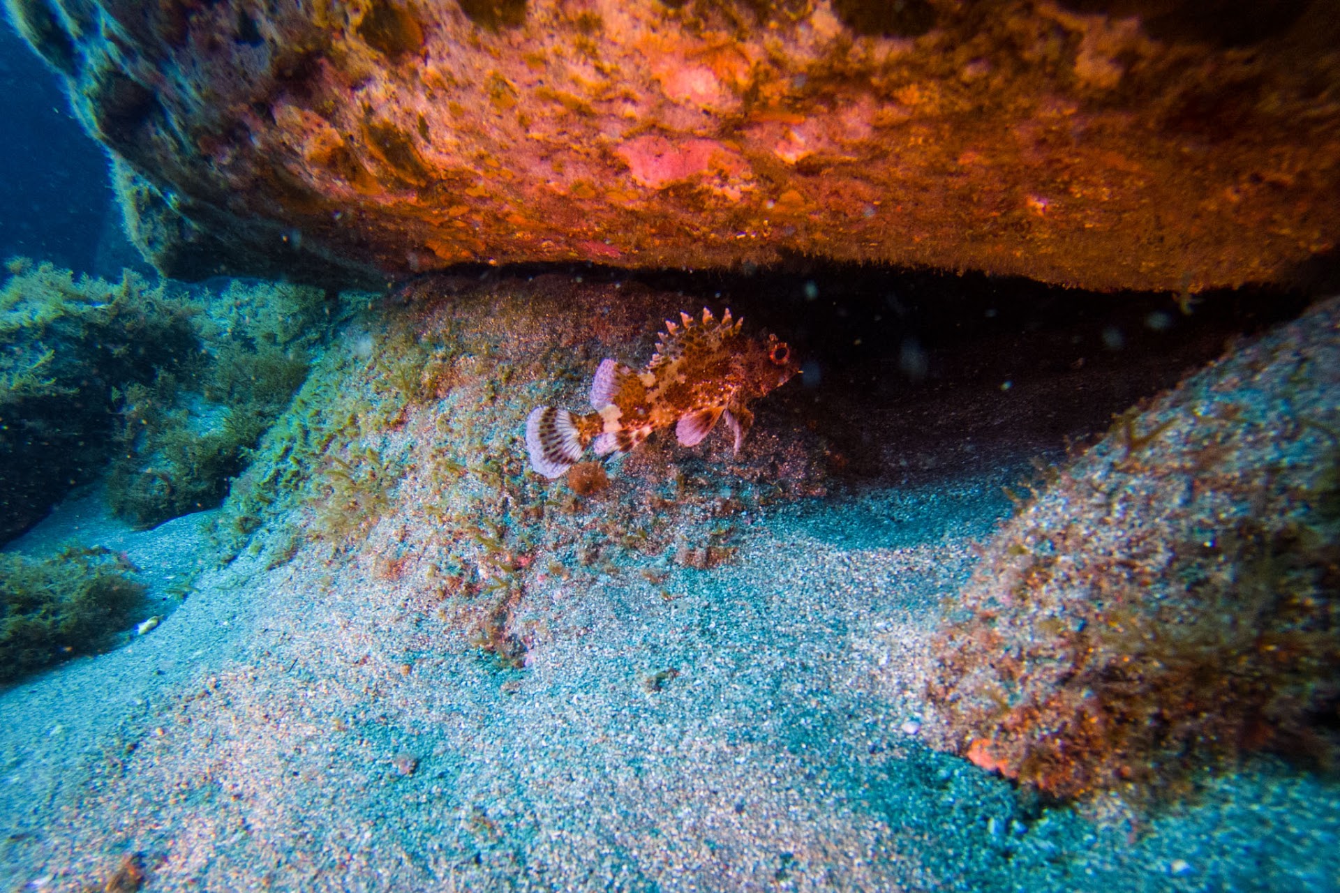Espírito Azul Dive Center - Dive in Azores Islands