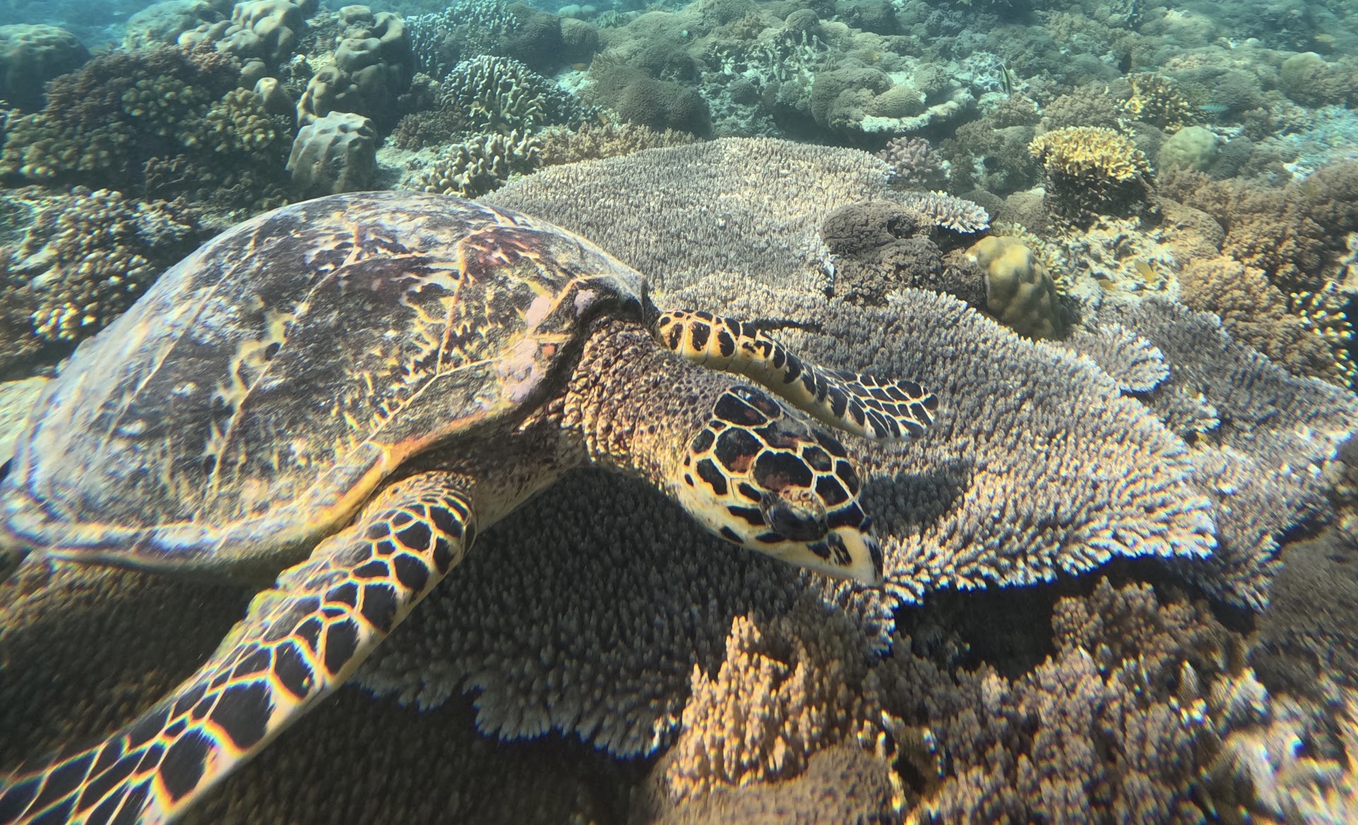 Laki Gili Snorkeling Trip