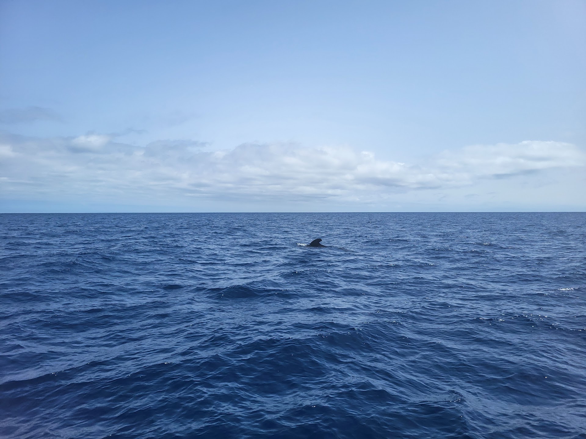 Ocean Blue Tenerife