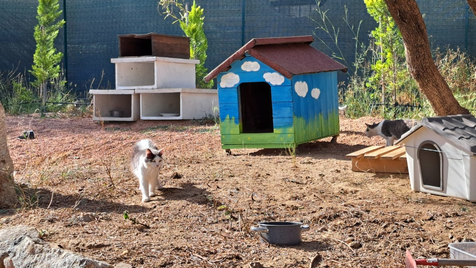 Oasi Felina aMICI Felici