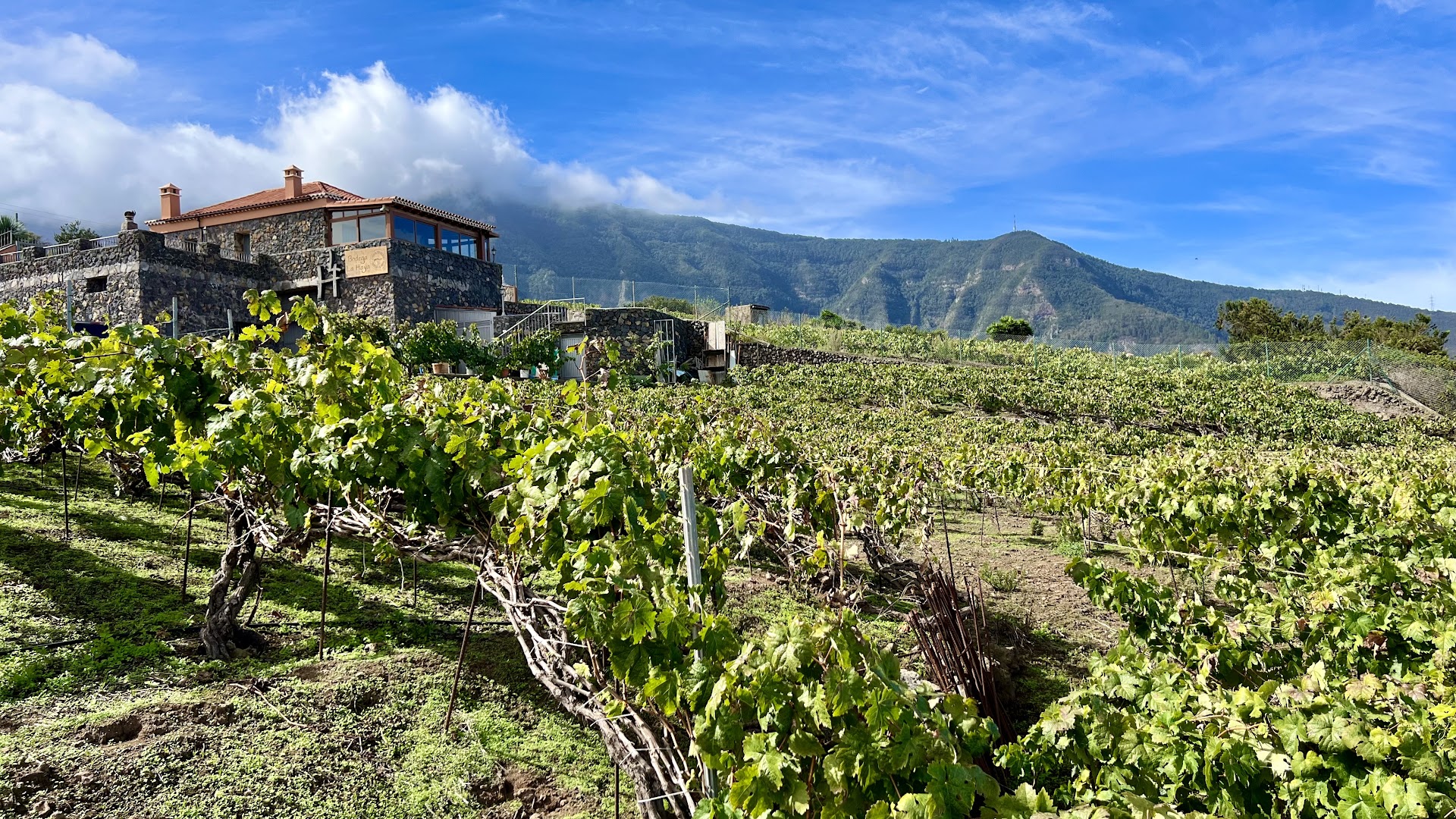 Tenerife Wine Experience