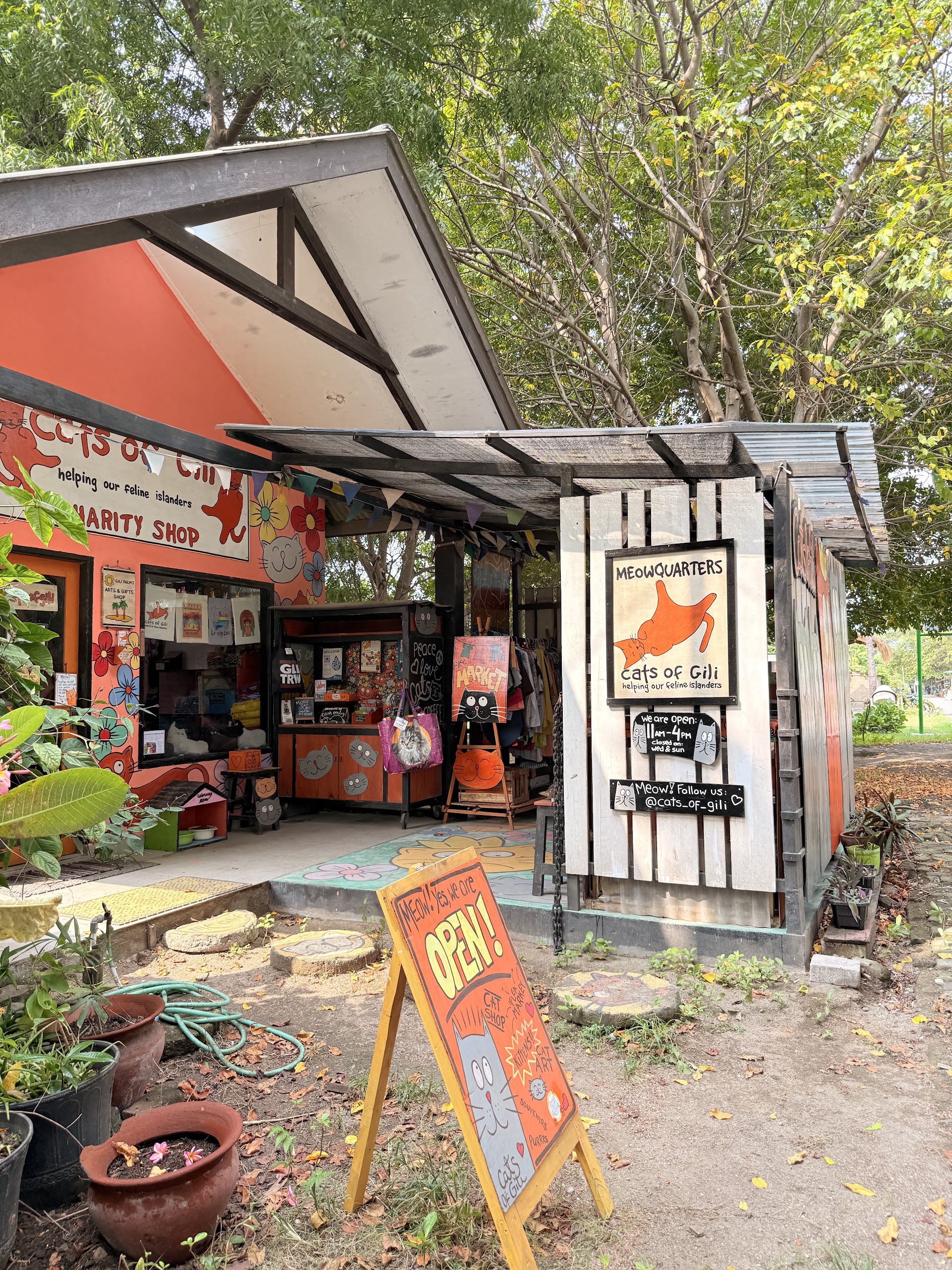 Cats Of Gili Meowquarters - cat rescue and charity shop