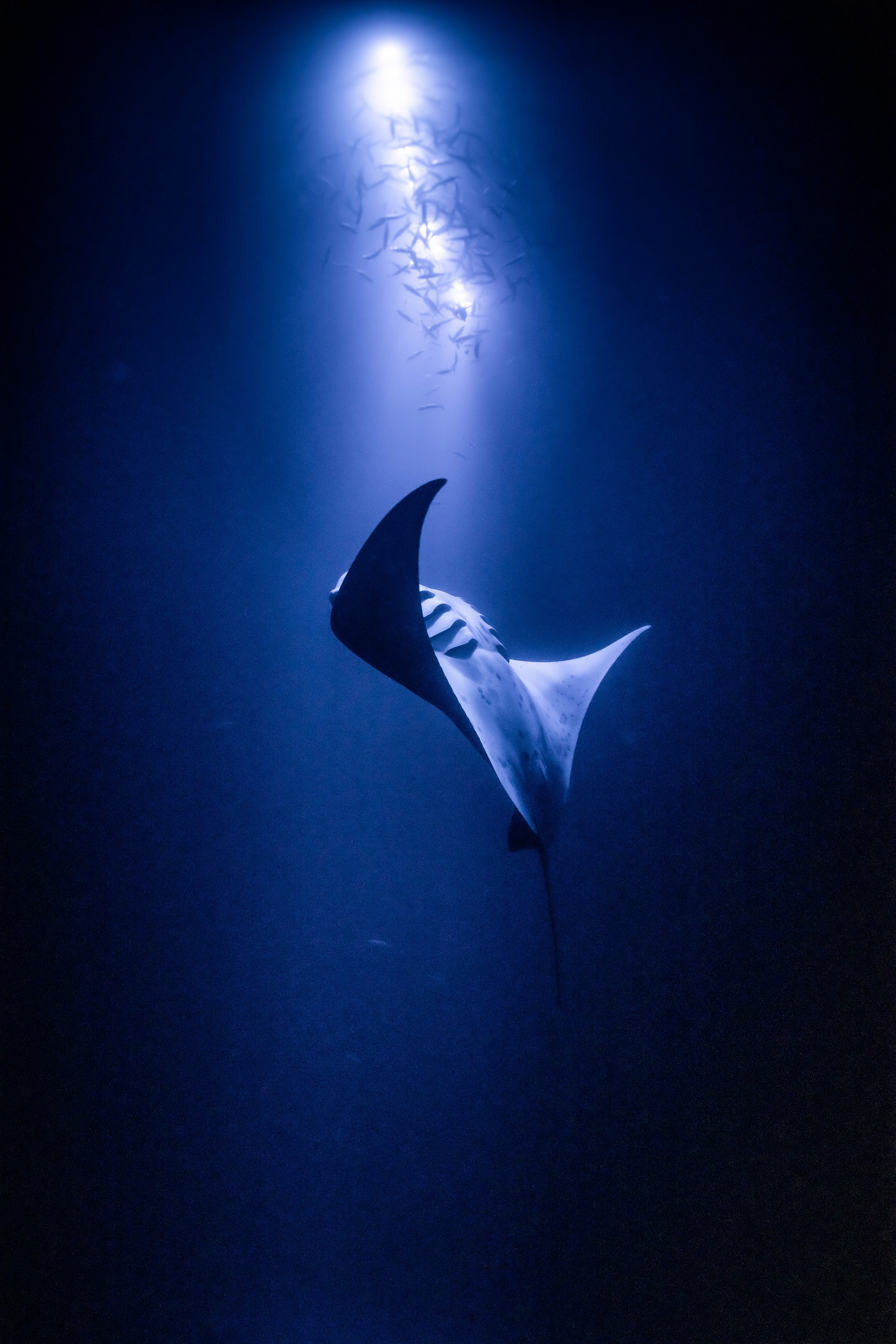 Aquatic Life Divers, Kona